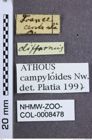 Etiketten zu Athous campyloides (Newman, 1833) (NHMW-ZOO-COL-0008478)